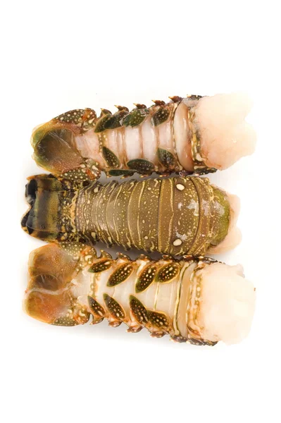 stock image Lobster tail