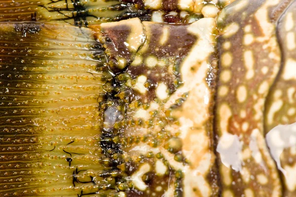 Szczegóły homara — Zdjęcie stockowe