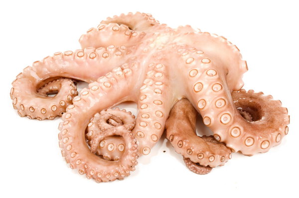 Octopus