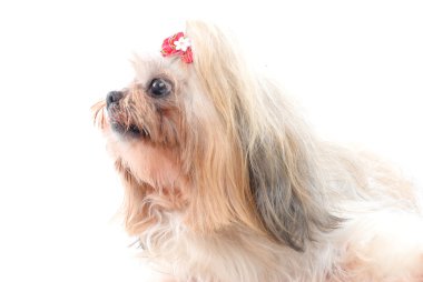 Bir köpeğin portresi.