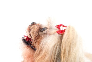 Bir köpeğin portresi.