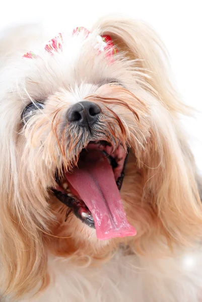 Dog Tongue out — Stock Photo, Image