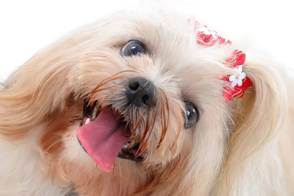 stock image Portrait of a Dog