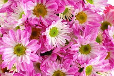 Gerbera