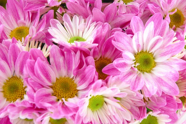 stock image Gerbera