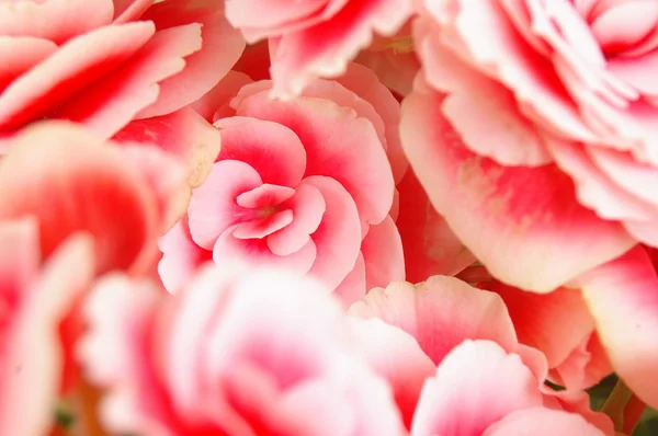 Flower Background — Stock Photo, Image