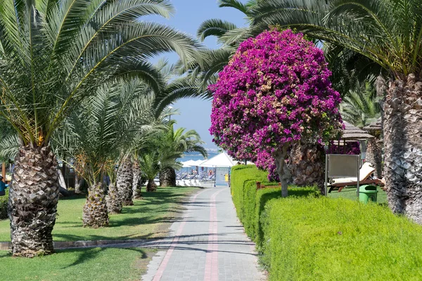 stock image Walk to beach