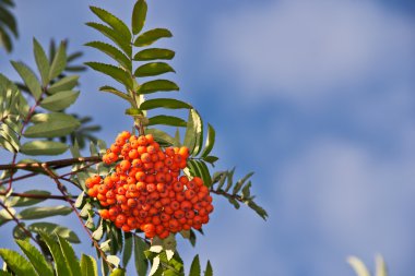 Ashberry Ağustos