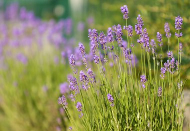 Lavender bush