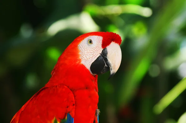 Papegoja i park — Stockfoto