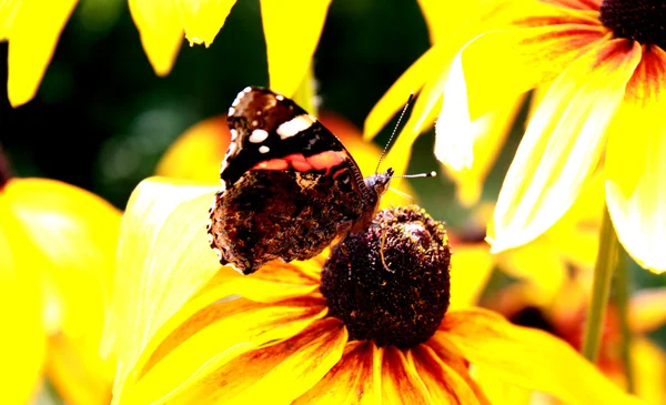 夏の蝶 — ストック写真