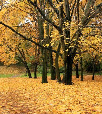 Sonbahar Parkı