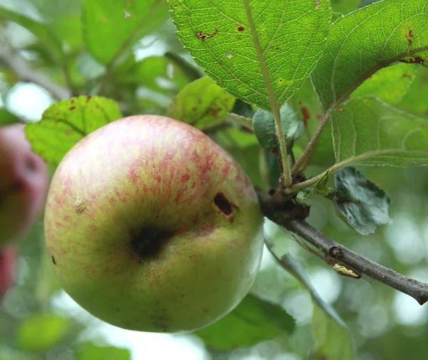 stock image Apples harvest