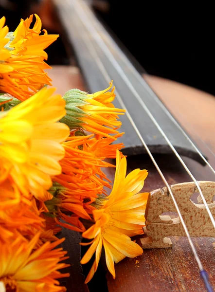 Beautiful violin Stock Image