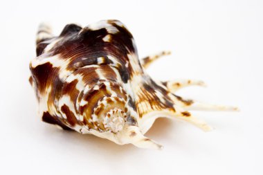 izole deniz kabuğu
