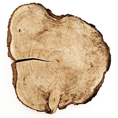Tree trunk cut clipart