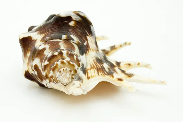 Seashell ізольовані — стокове фото
