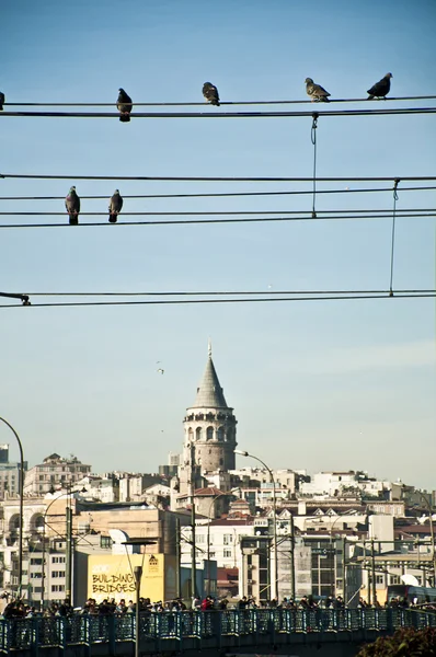 stock image Galata Tower and Birds on Wire