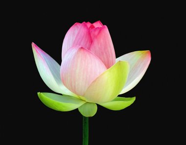 Lotus on Black Background clipart