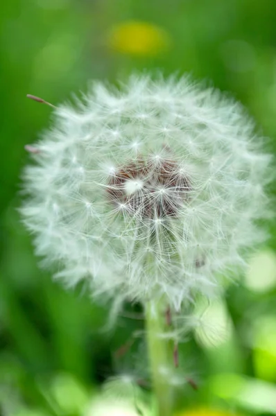 White Dandelion in Green Field — Stock Photo, Image