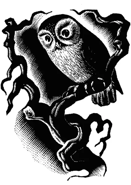 Hibou dans le noir — Image vectorielle
