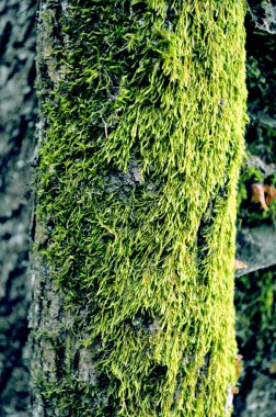 Green algae texture on a tree body clipart