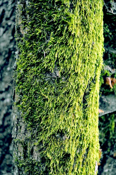 stock image Green algae texture on a tree body