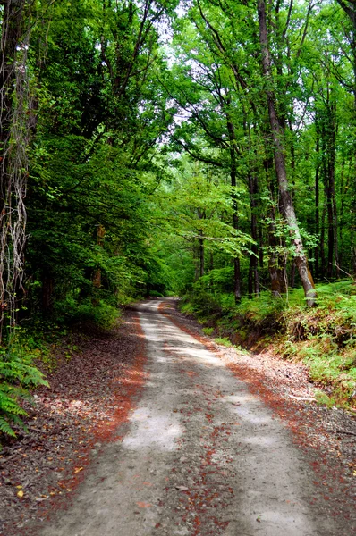 stock image Country road