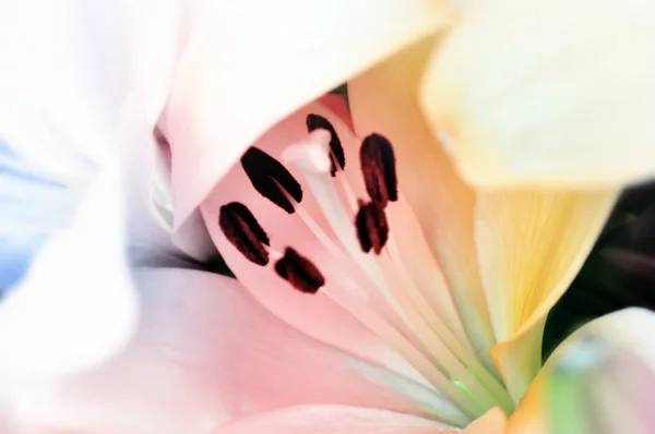 Fundo abstrato da flor — Fotografia de Stock