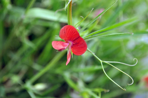 Маленька Червона квітка — стокове фото