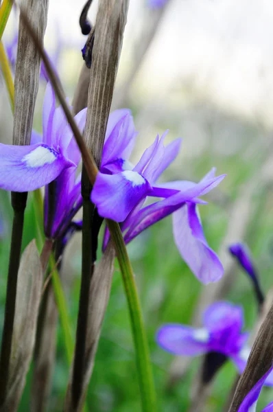 Flores púrpuras —  Fotos de Stock