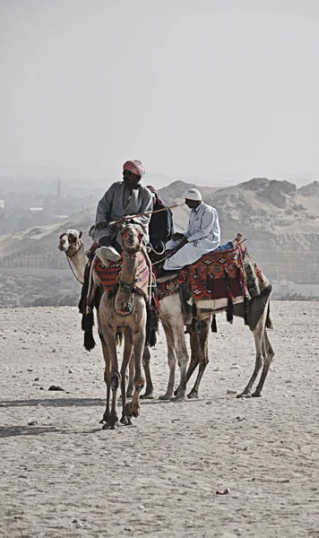 Kamel ryttare — Stockfoto