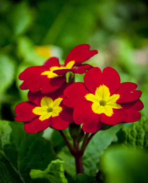 Червоно-жовті оксамитові квіти — стокове фото