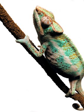 Chameleon on a branch clipart