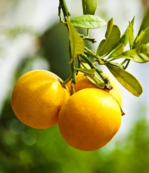 Pomeranče na větvi — Stock fotografie