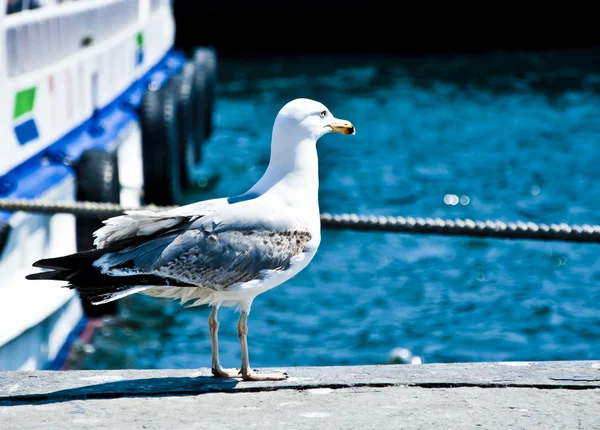 stock image Seagull Standing