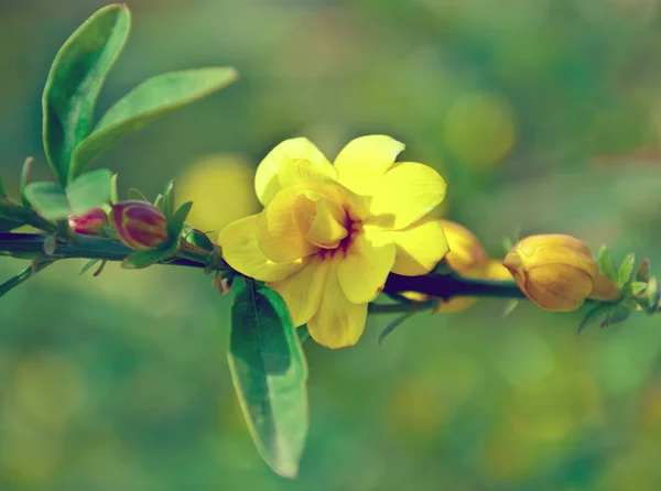 Gelbe Blüten am Zweig — Stockfoto