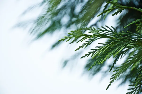 Green Cypress Leaves Background — Stock Photo, Image