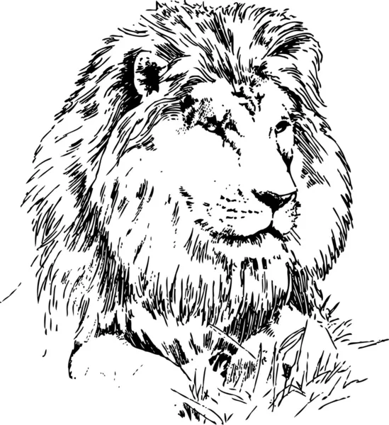 Lew, rysunek — Wektor stockowy