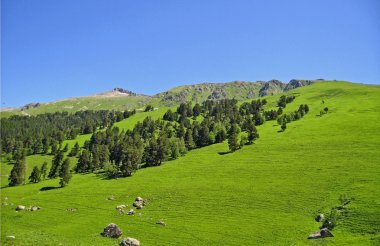 Mavi ve Yeşil Peyzaj