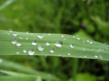 Waterdrop üzerinde yaprak yeşil