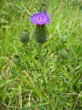 bir iğne ile çiçek. Thistle