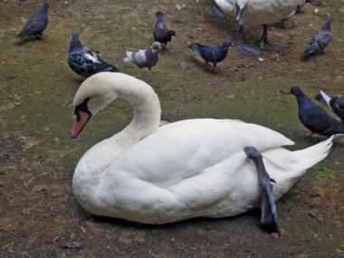 Witte Zwaan en duiven