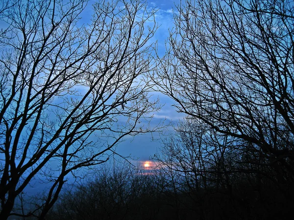 Sonnenuntergang und die Bäume — Stockfoto