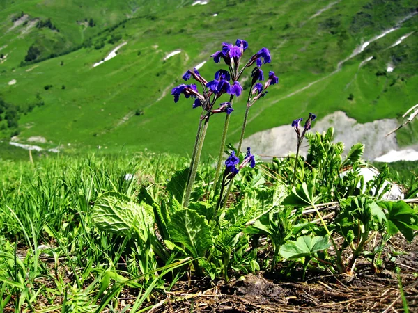 Flor violeta en el borde —  Fotos de Stock