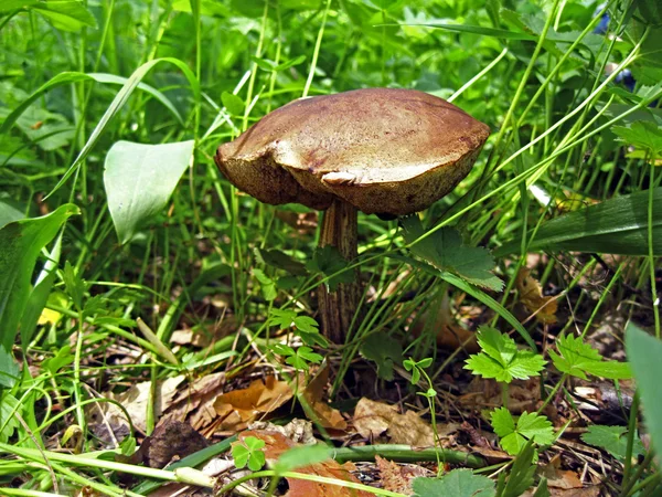 Grande fungo sul prato — Foto Stock