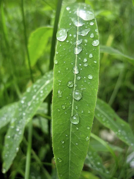 Wassertropfen auf dem grünen Blatt — Stockfoto