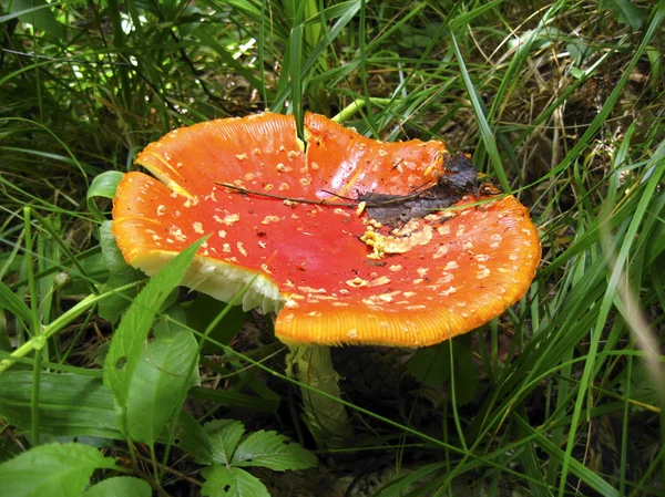 Красный отравленный гриб в лесу — стоковое фото