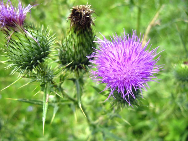 Flower with a pins. Thistle