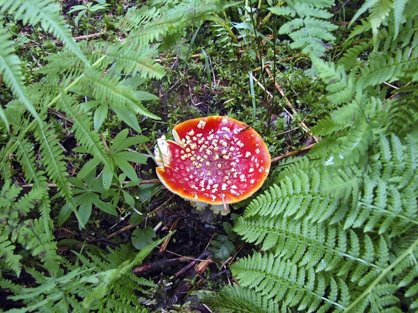 Červené jedovaté houby — Stock fotografie